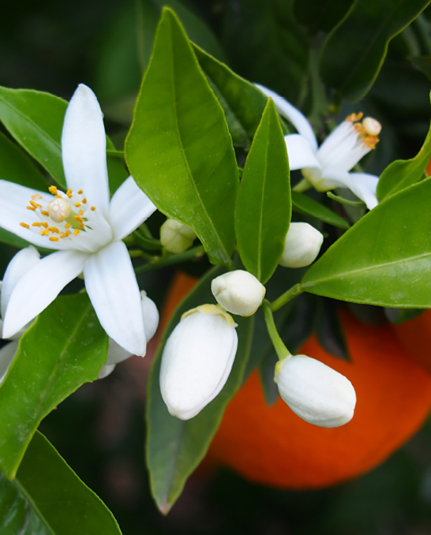 馴染む、溶け込む。さりげなく香る